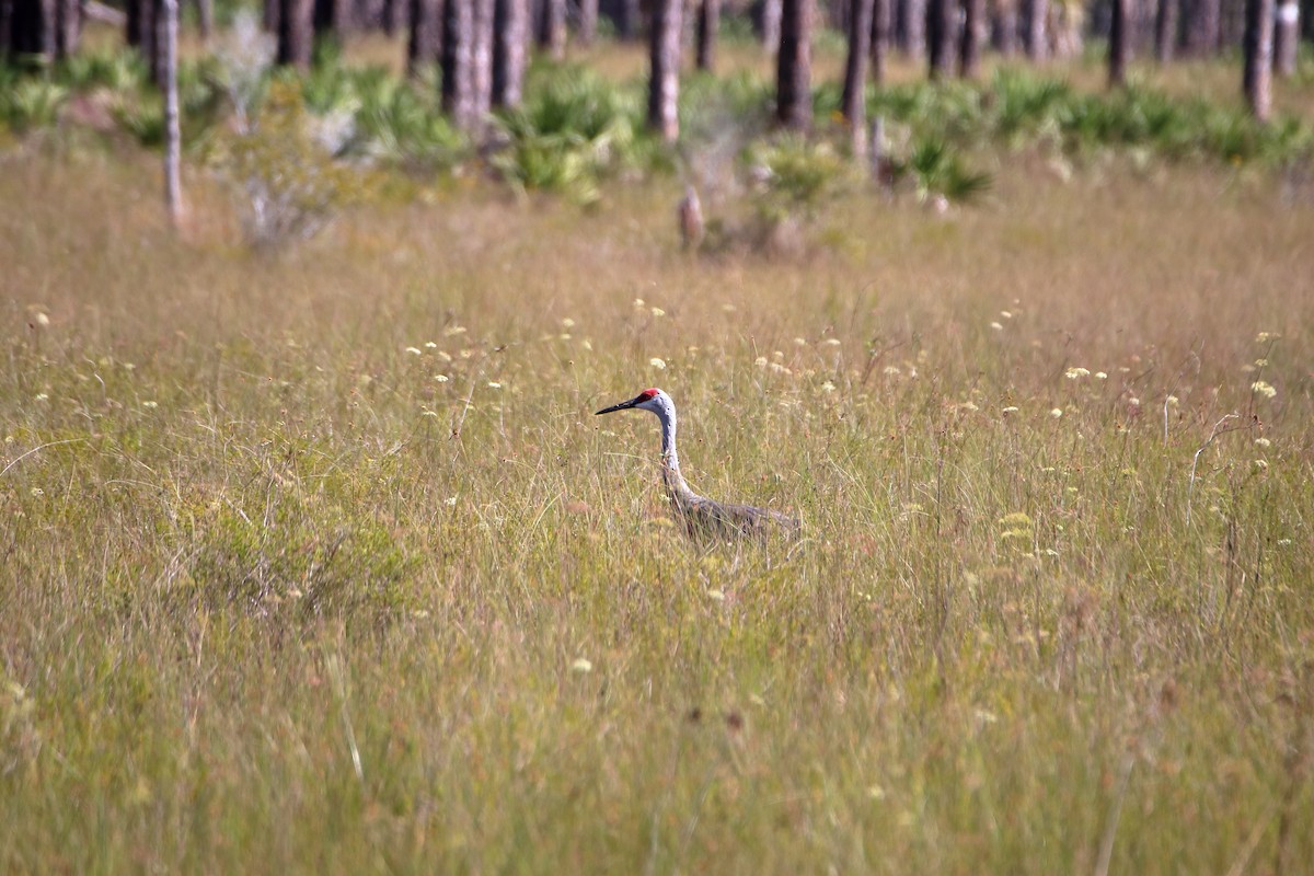 Sandhill Crane - ML642417368