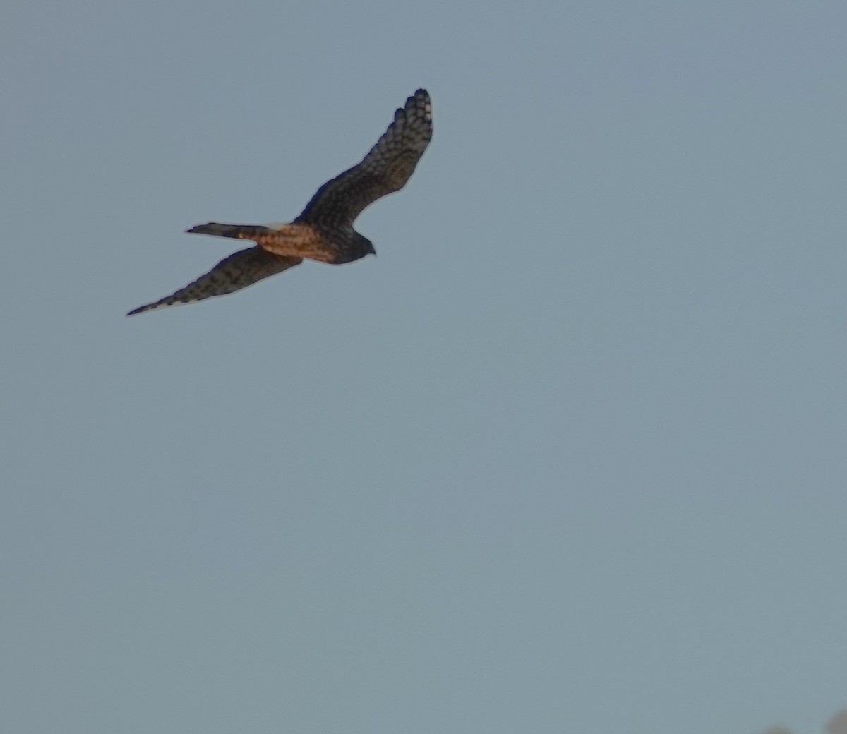 Northern Harrier - ML642417370