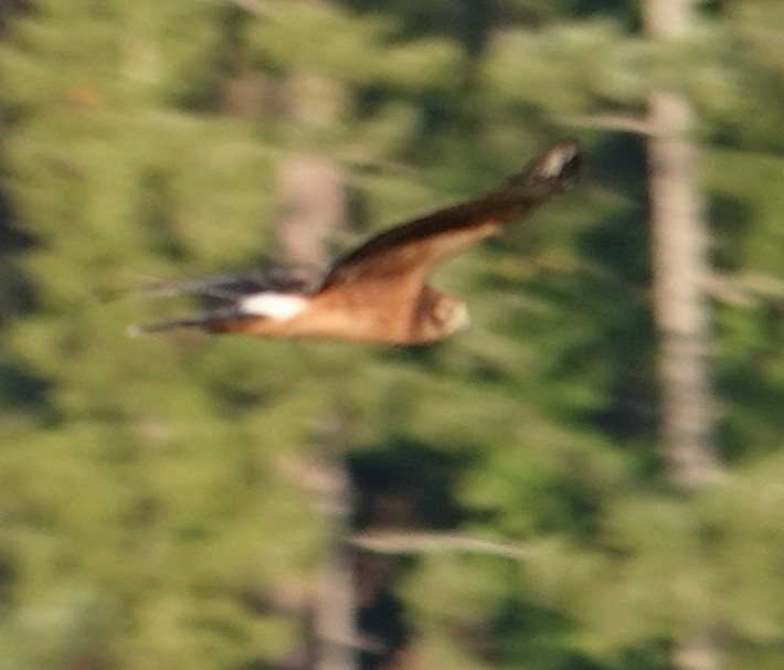 Northern Harrier - ML642417371