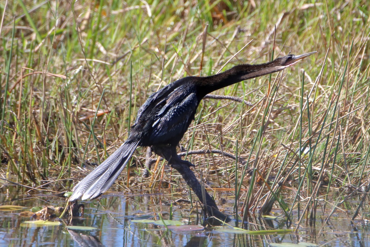 Anhinga - ML642417372