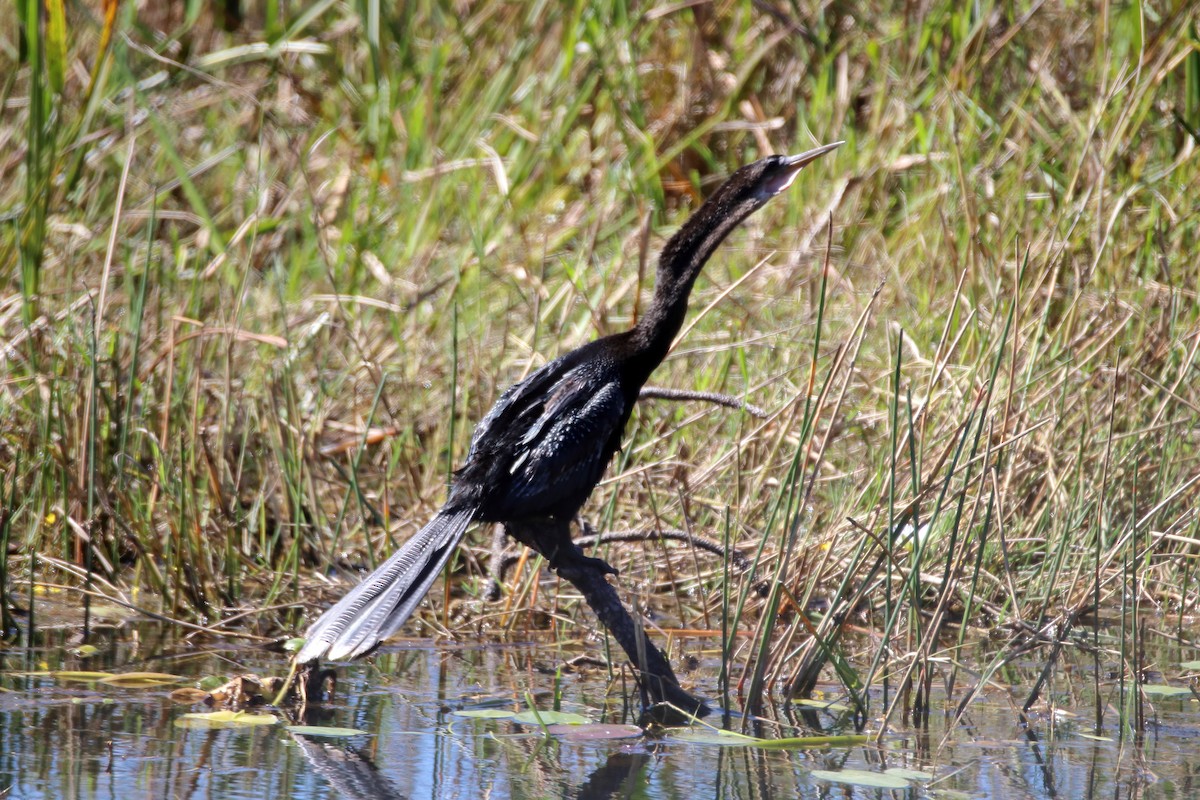 Anhinga - ML642417383