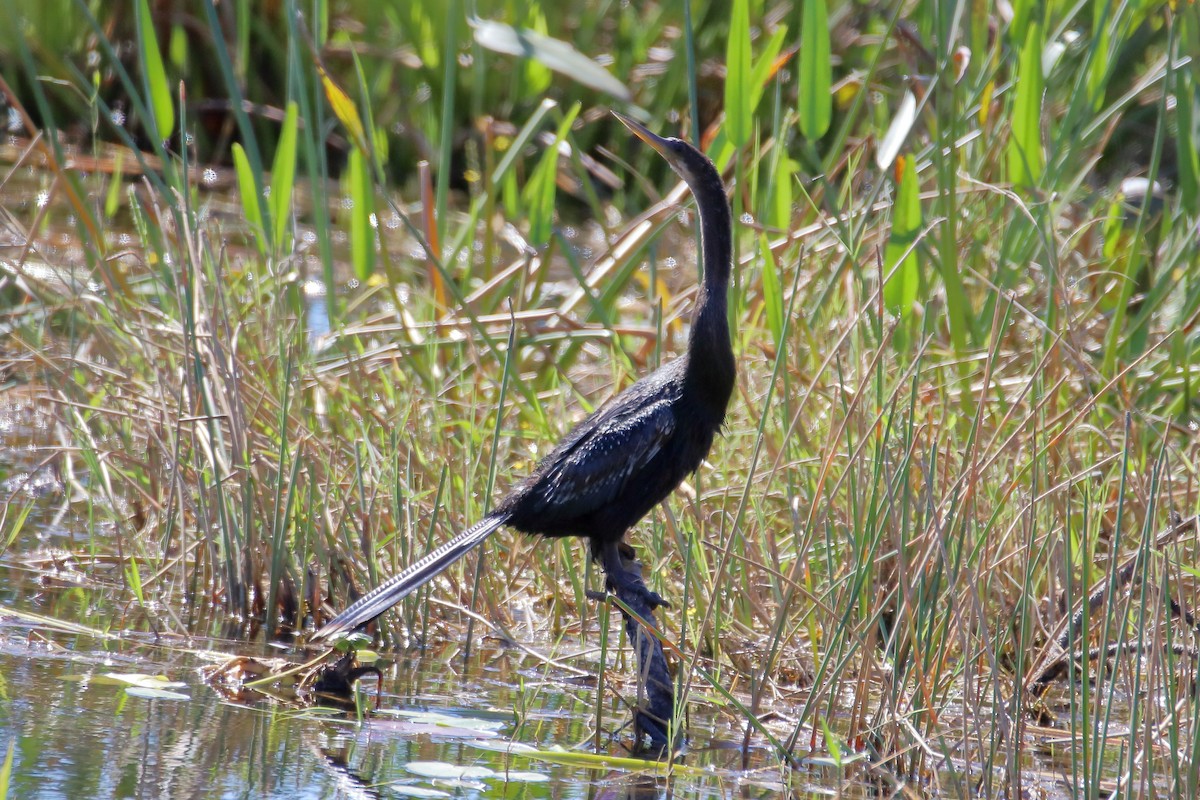 Anhinga - ML642417384