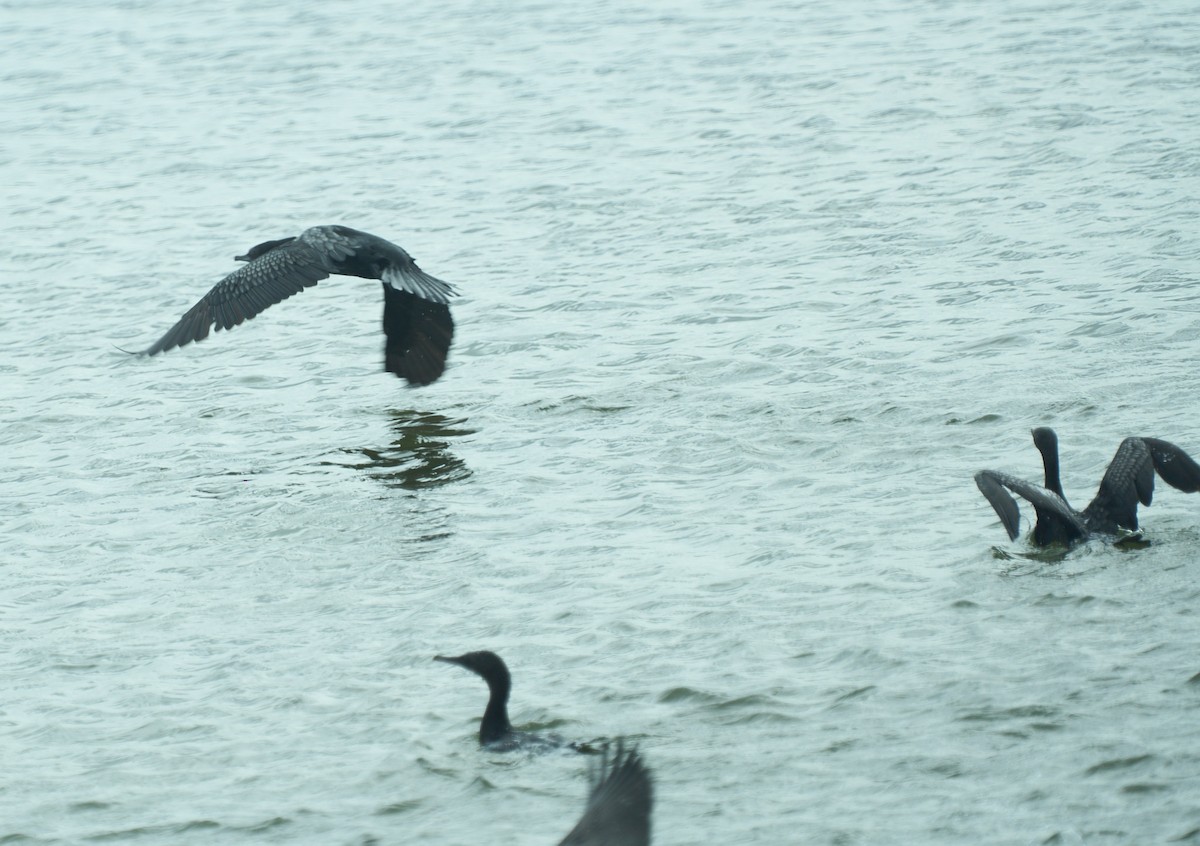 Little Black Cormorant - ML642417385