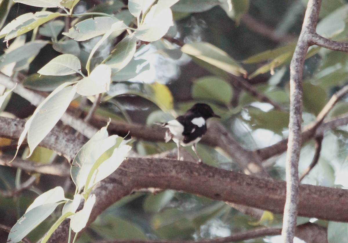 Oriental Magpie-Robin - ML642417469