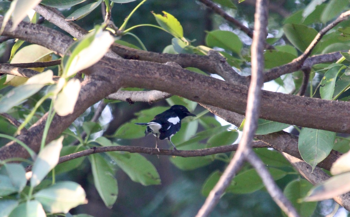 Oriental Magpie-Robin - ML642417470