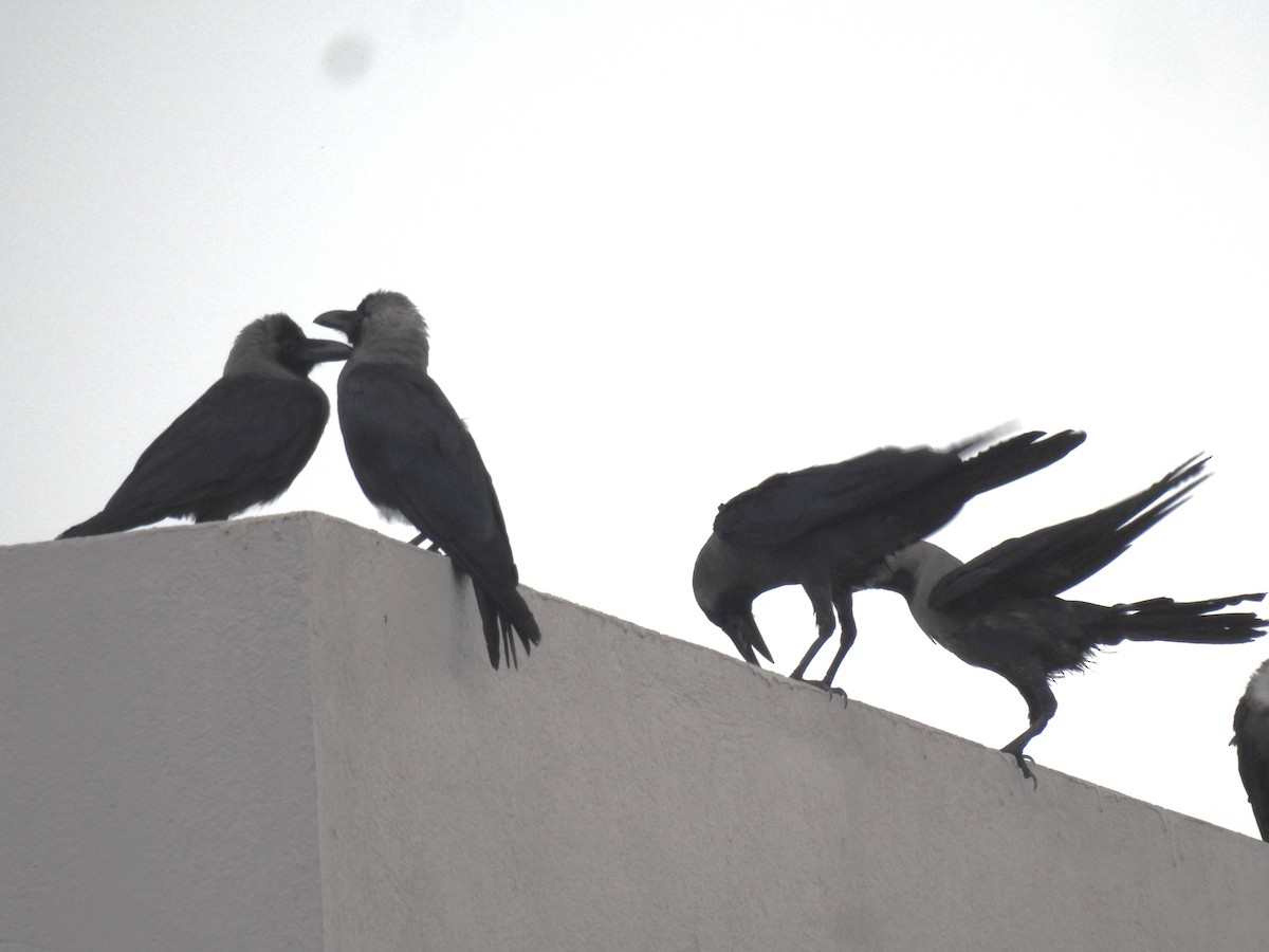 House Crow - ML642417481