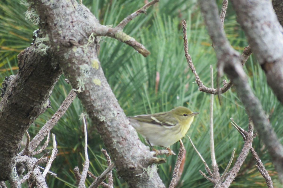 Blackpoll Warbler - ML642417489