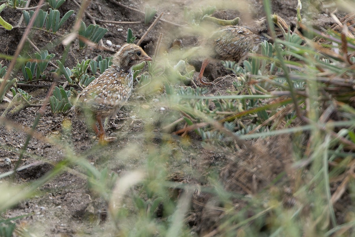 Small Buttonquail - ML642417497