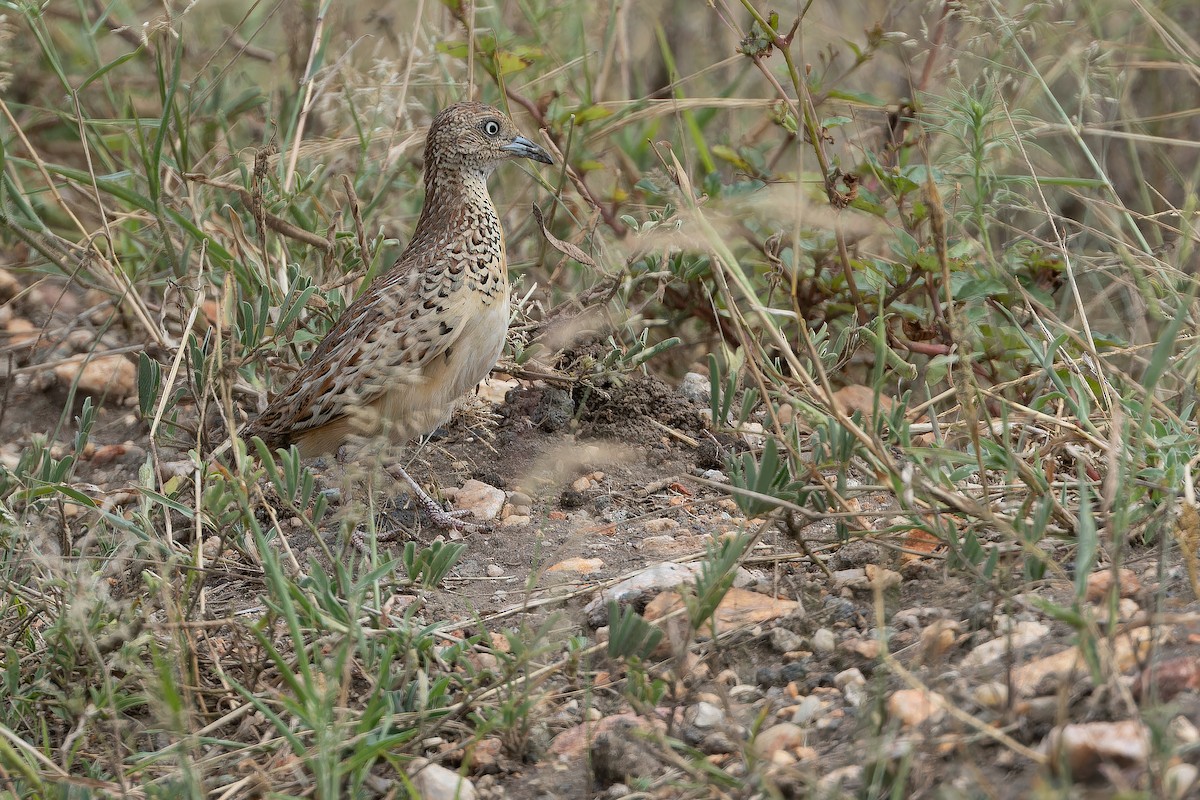 Small Buttonquail - ML642417498