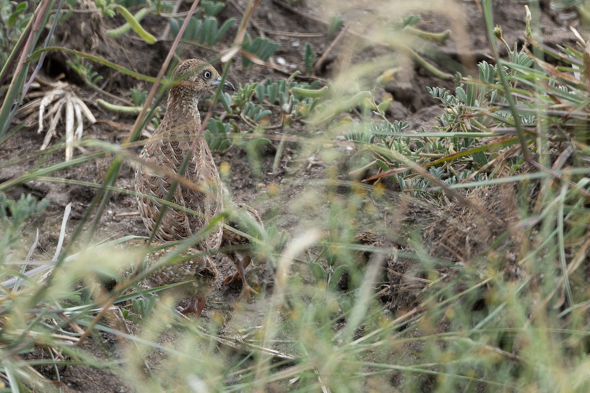 Small Buttonquail - ML642417499