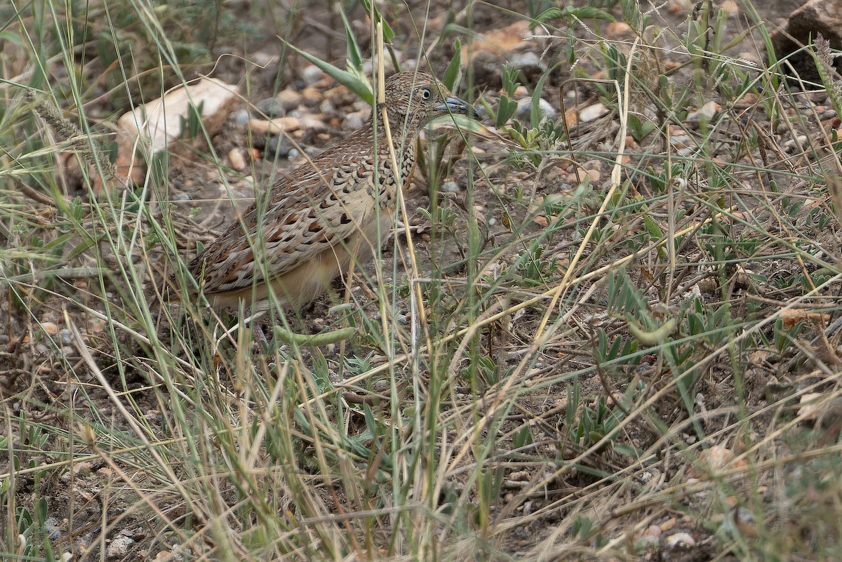 Small Buttonquail - ML642417500