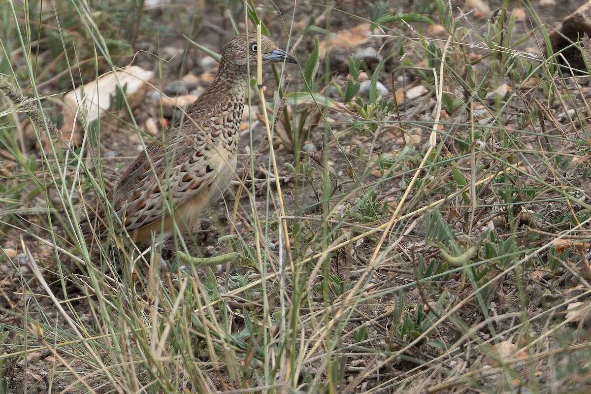 Small Buttonquail - ML642417501