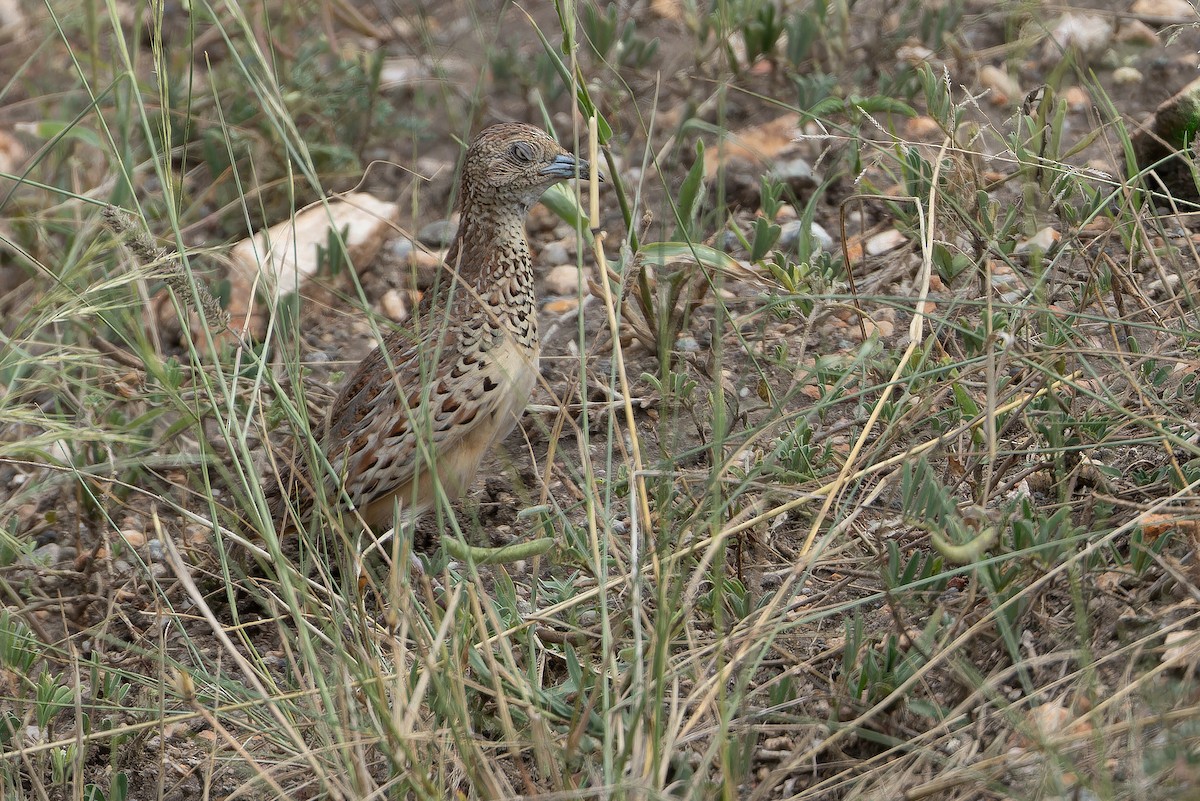 Small Buttonquail - ML642417502