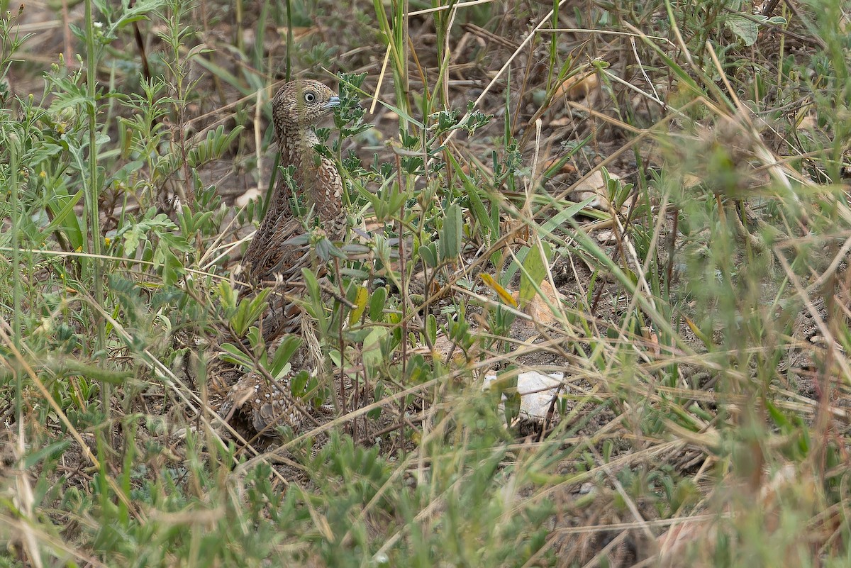 Small Buttonquail - ML642417503
