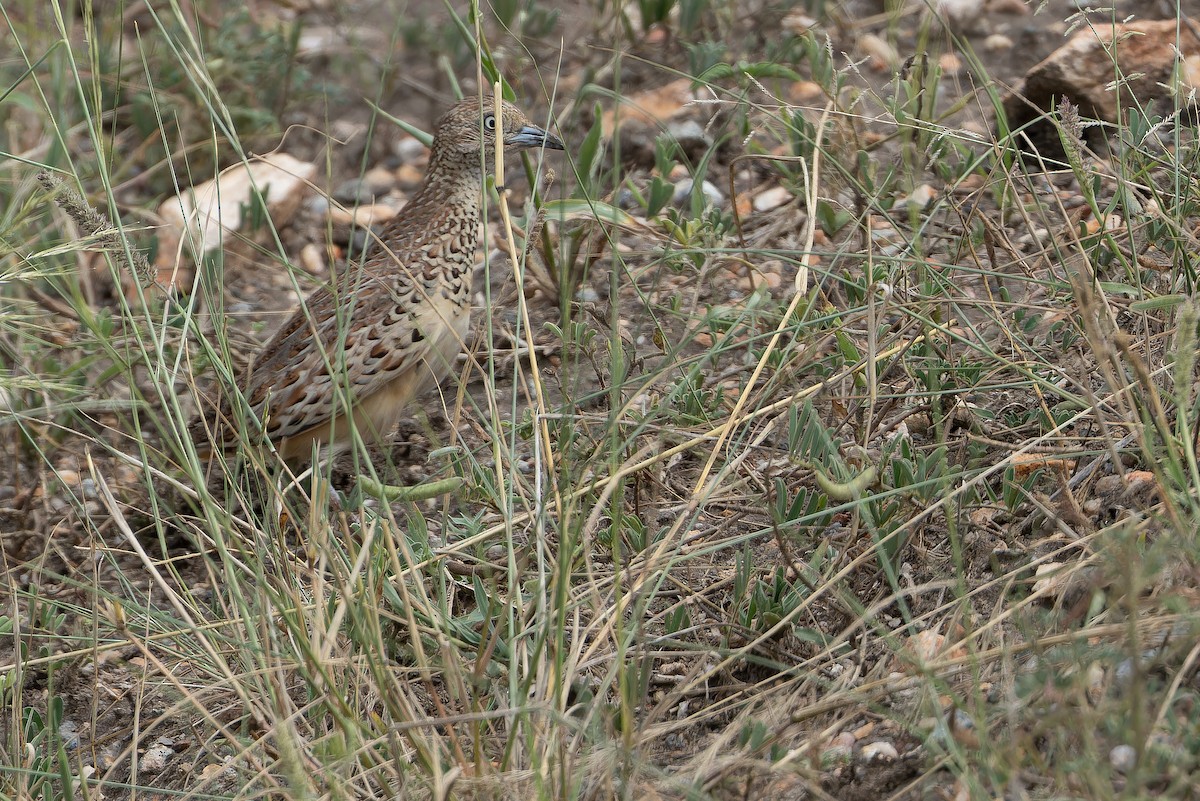 Small Buttonquail - ML642417504