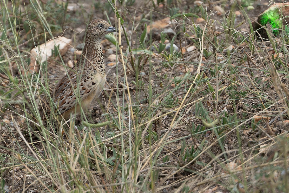Small Buttonquail - ML642417505