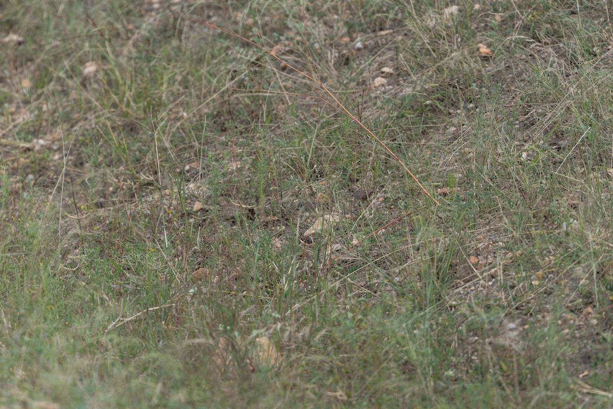 Small Buttonquail - ML642417512