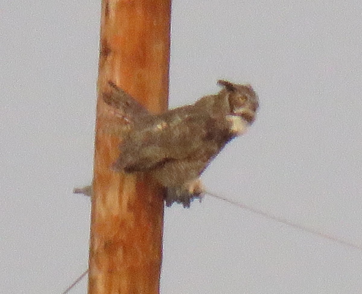 Great Horned Owl - ML642417549