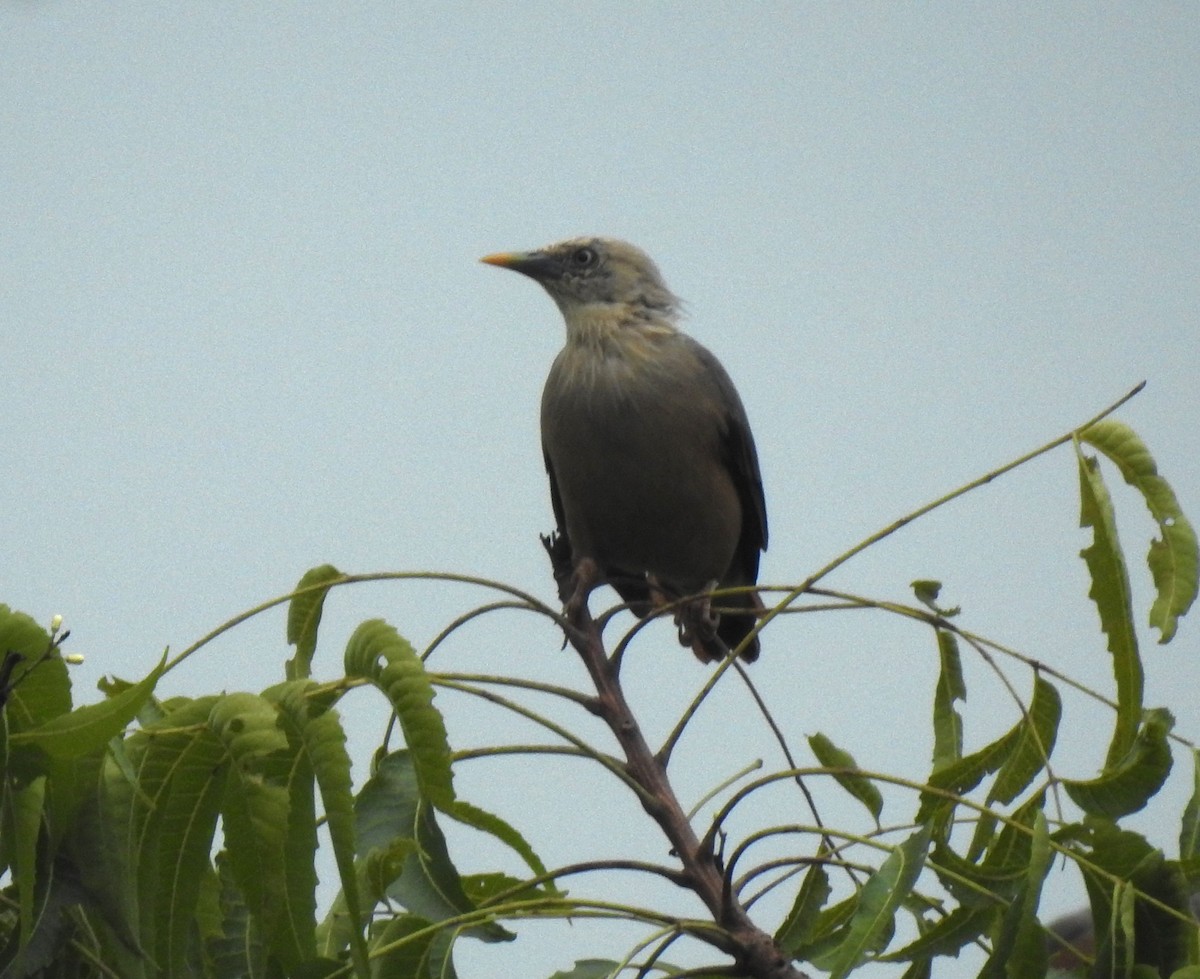 Chestnut-tailed Starling - ML642417560