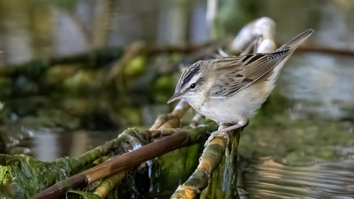 Sedge Warbler - ML642417564
