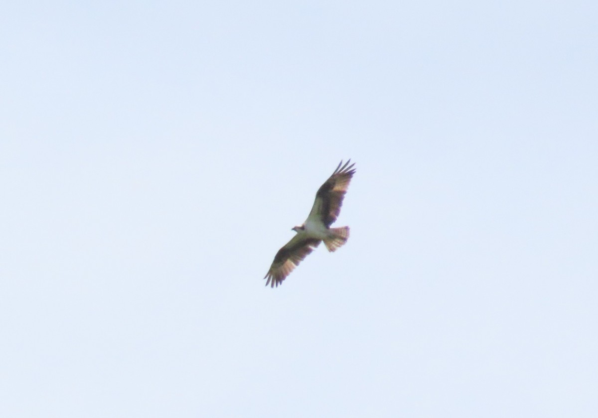 Osprey - ML642417565