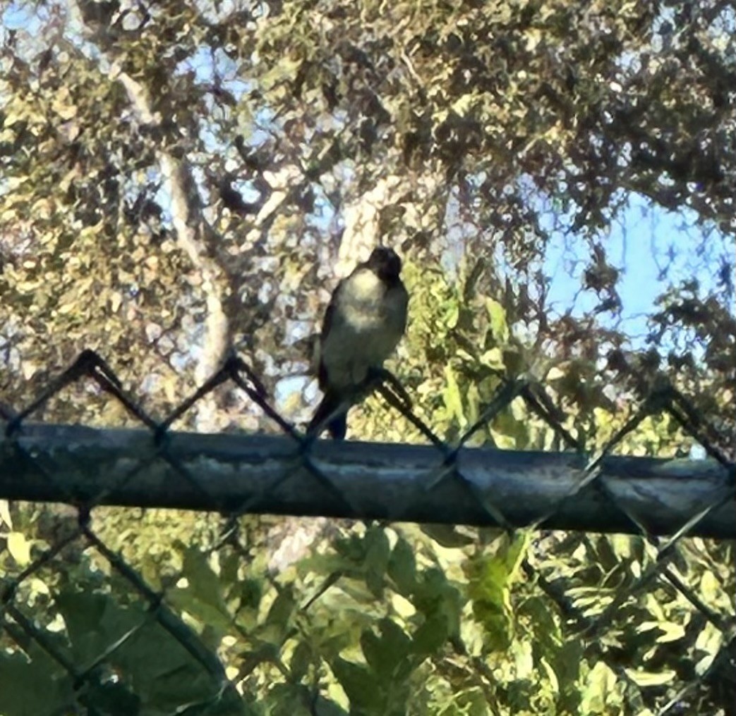 Eastern Phoebe - ML642417590