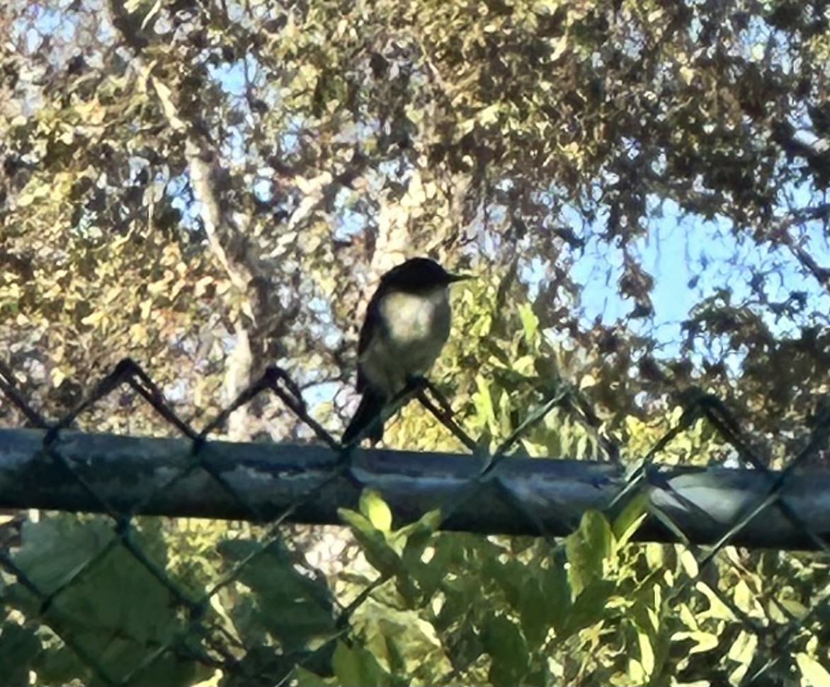 Eastern Phoebe - ML642417591