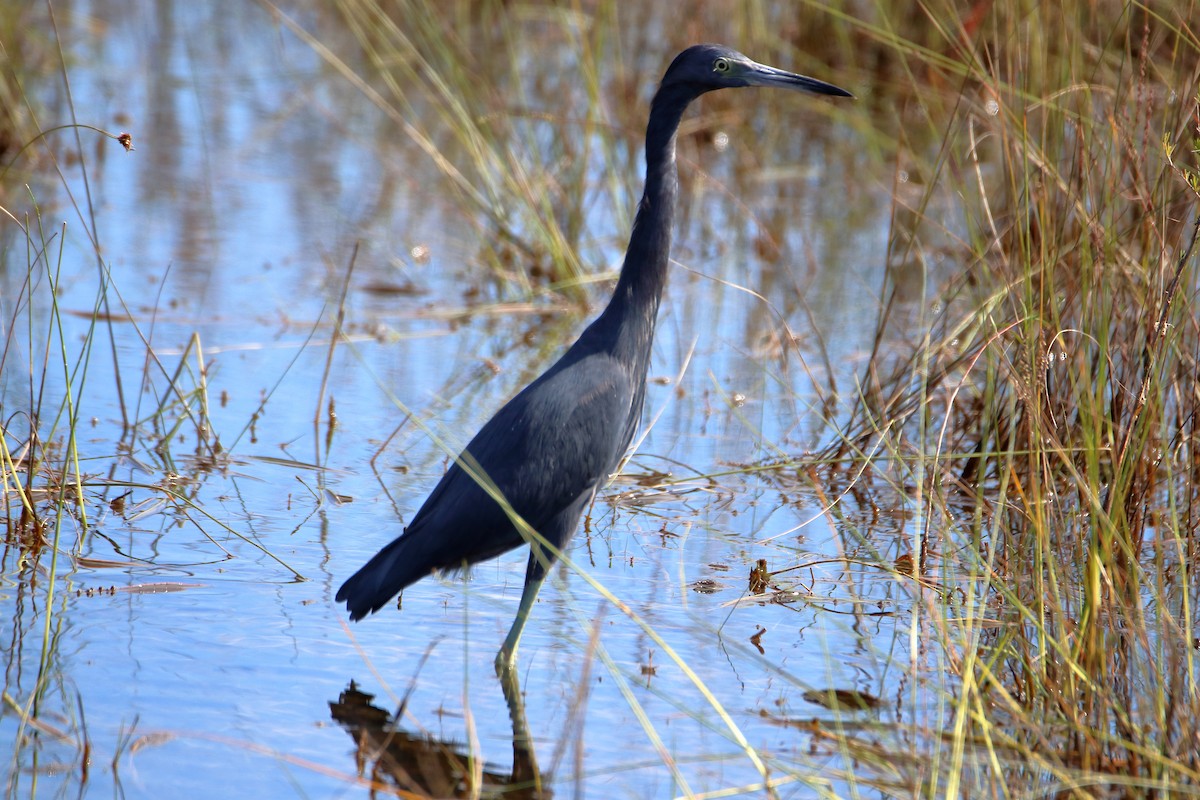 Little Blue Heron - ML642417595