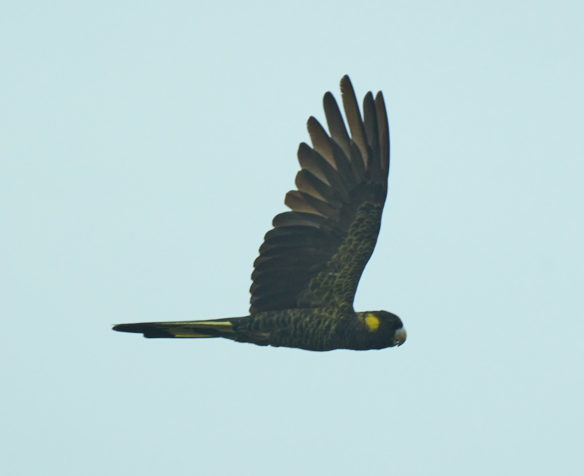 Yellow-tailed Black-Cockatoo - ML642417606