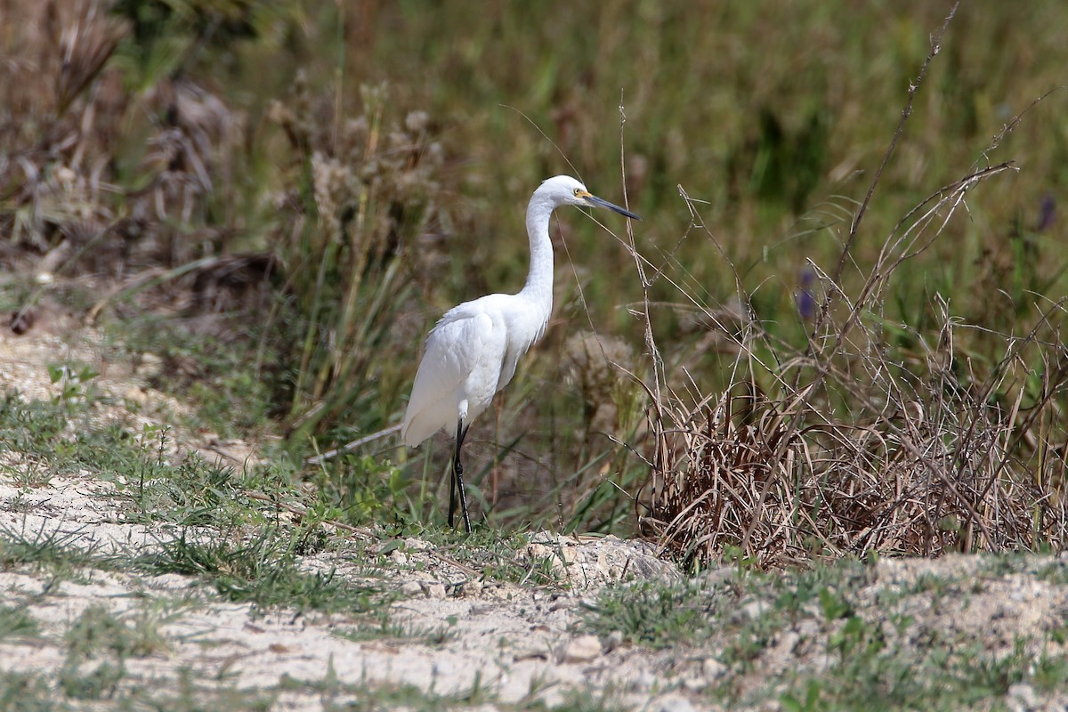 Snowy Egret - ML642417610