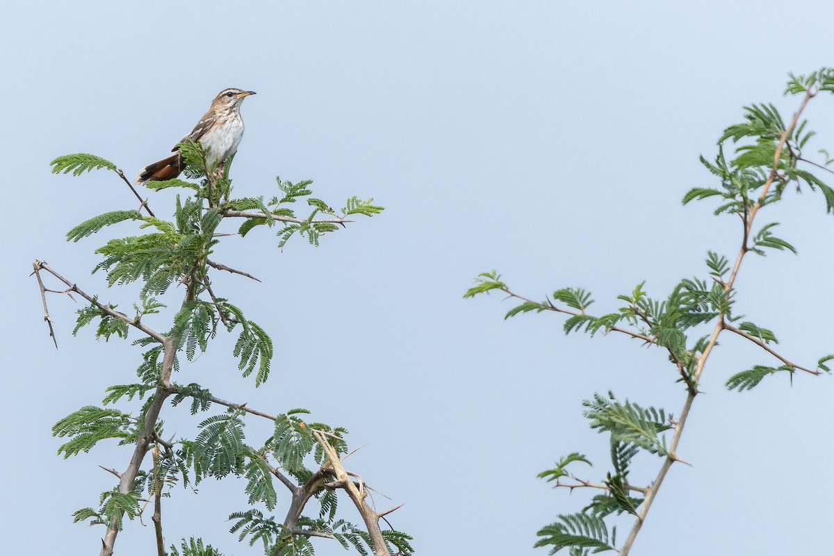 White-browed Scrub-Robin - ML642417617