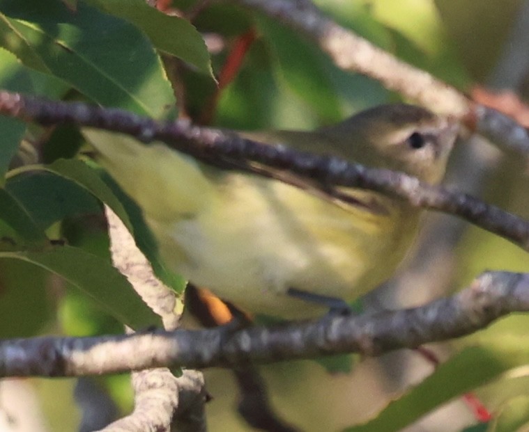 Philadelphia Vireo - ML642417659