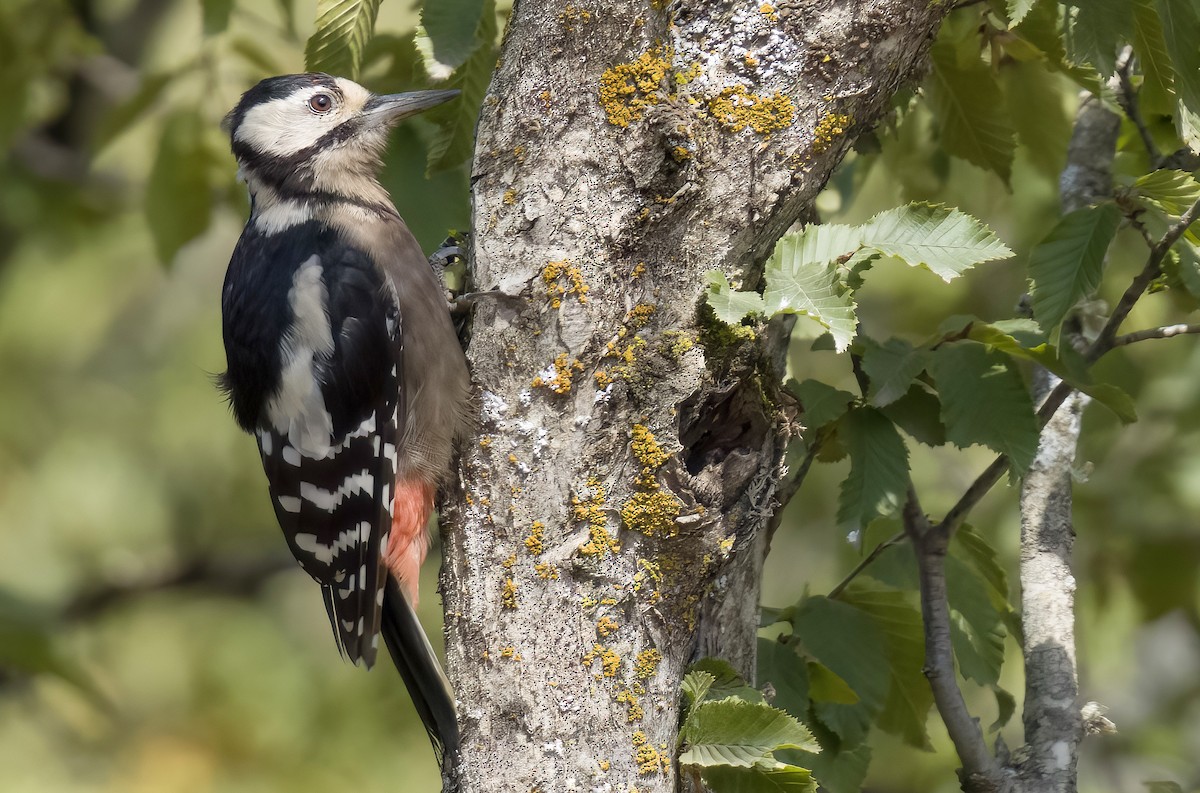 Great Spotted Woodpecker - ML642417660