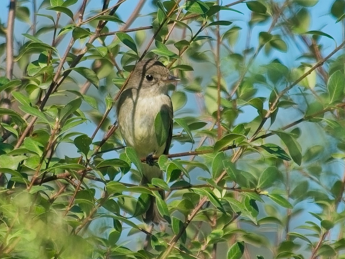 Willow Flycatcher - ML642417672