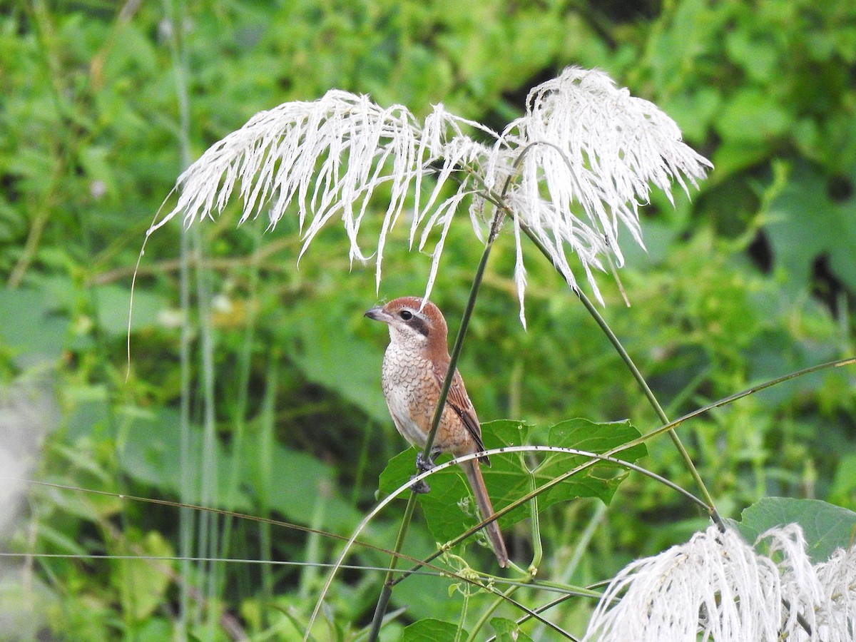 Brown Shrike - ML642417680