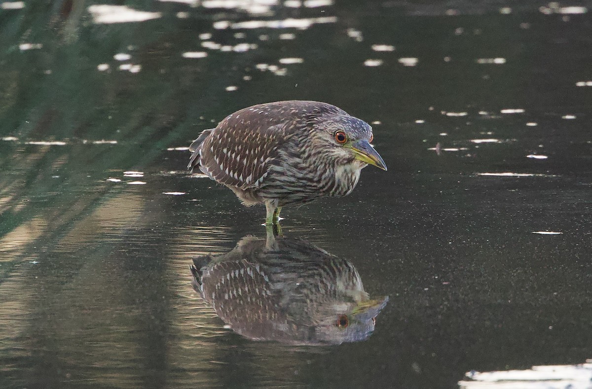 Black-crowned Night Heron - ML642417681
