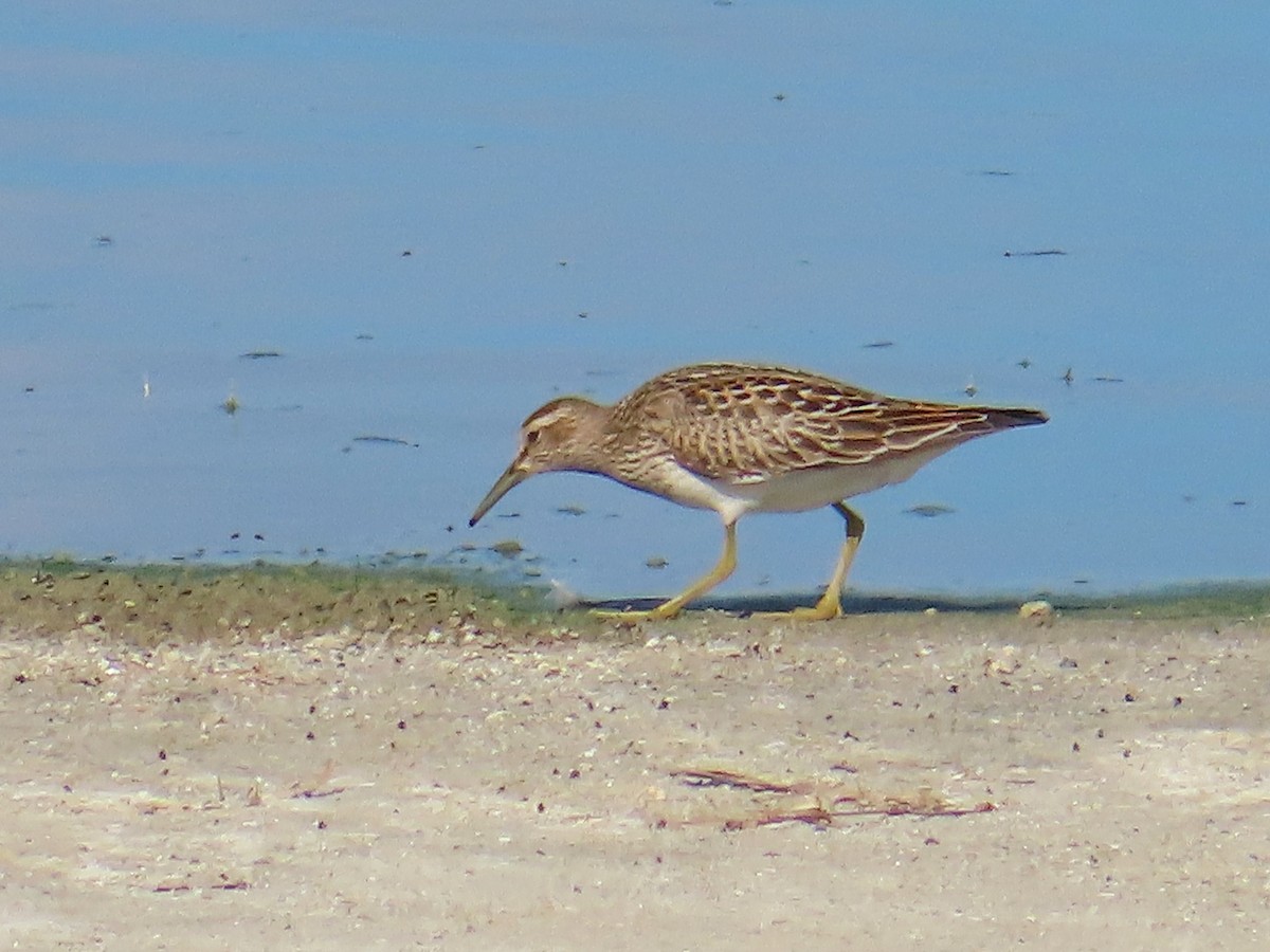 Орог элсэг - ML642417682