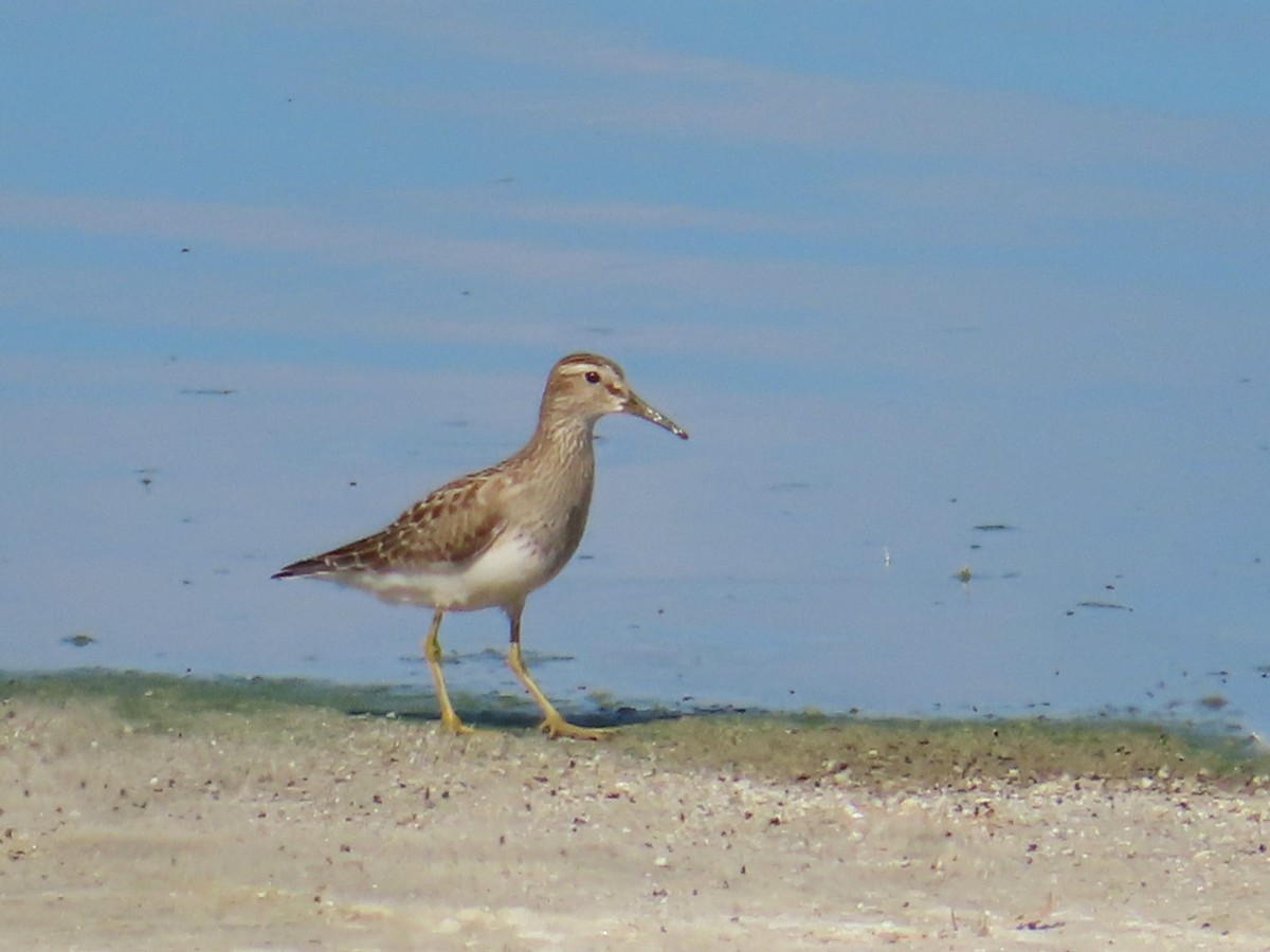 Орог элсэг - ML642417683