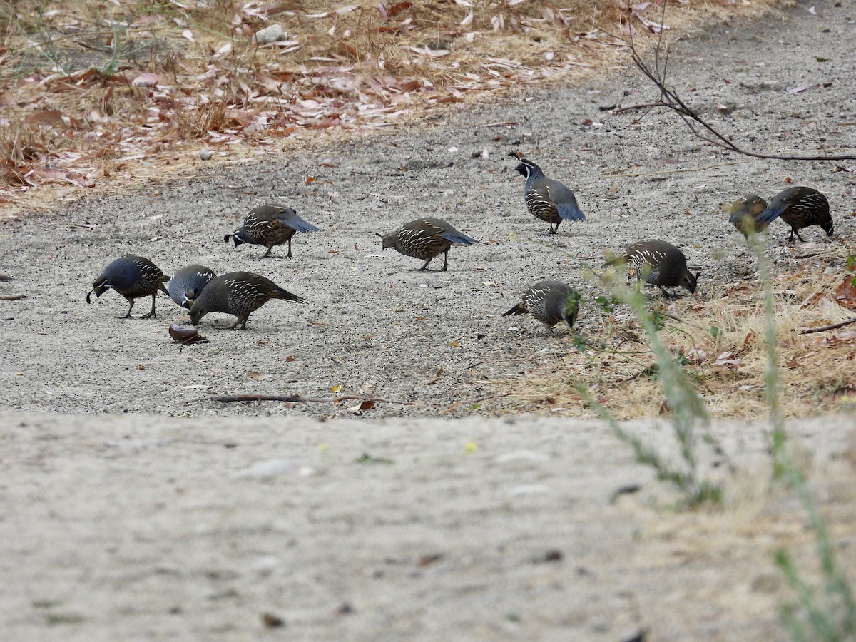 California Quail - ML642417686