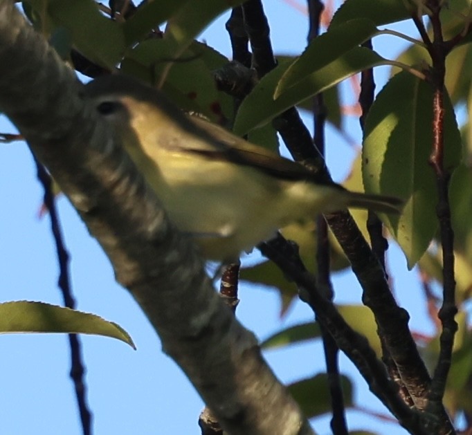 Philadelphia Vireo - ML642417687