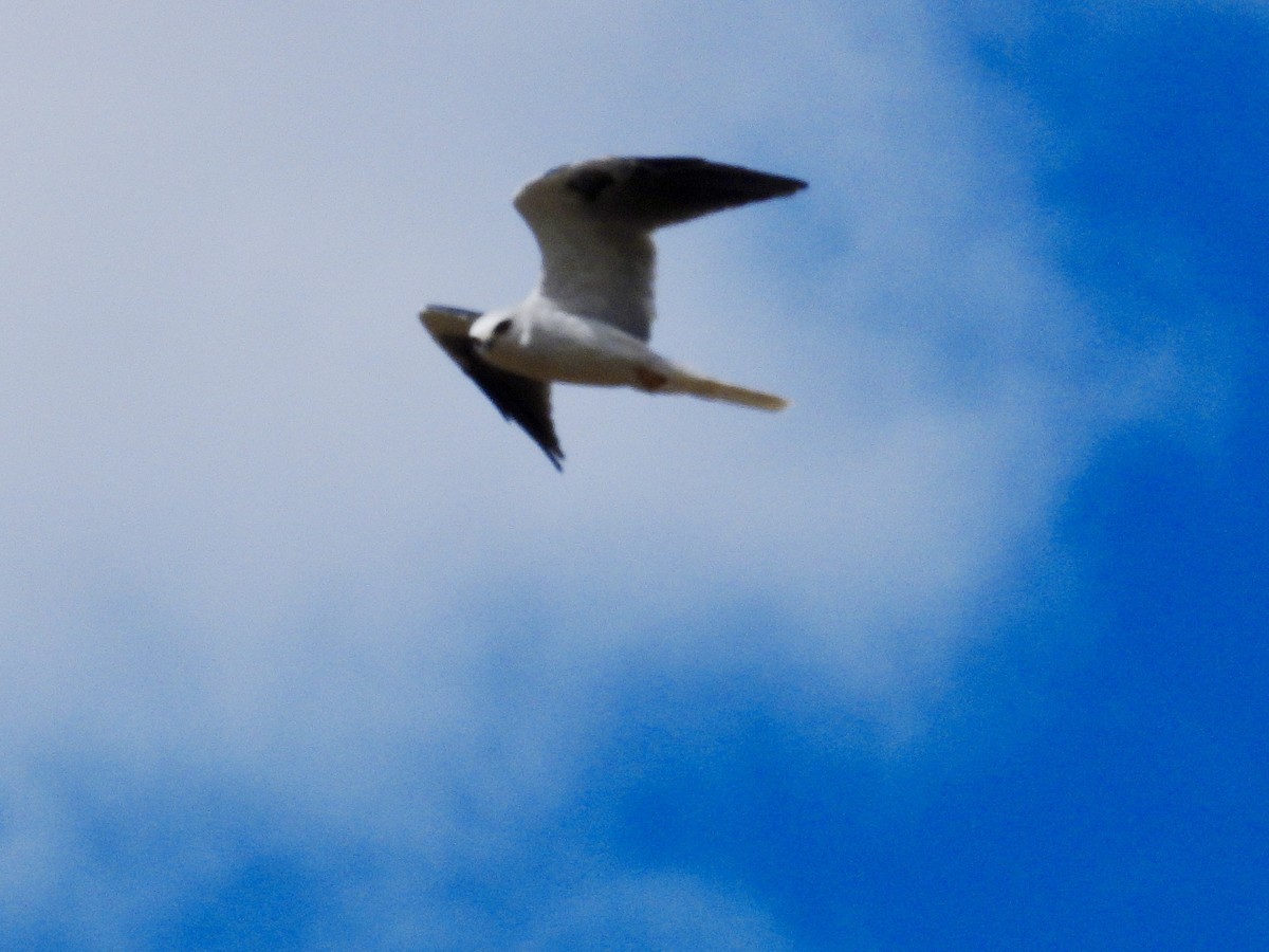 White-tailed Kite - ML642417690