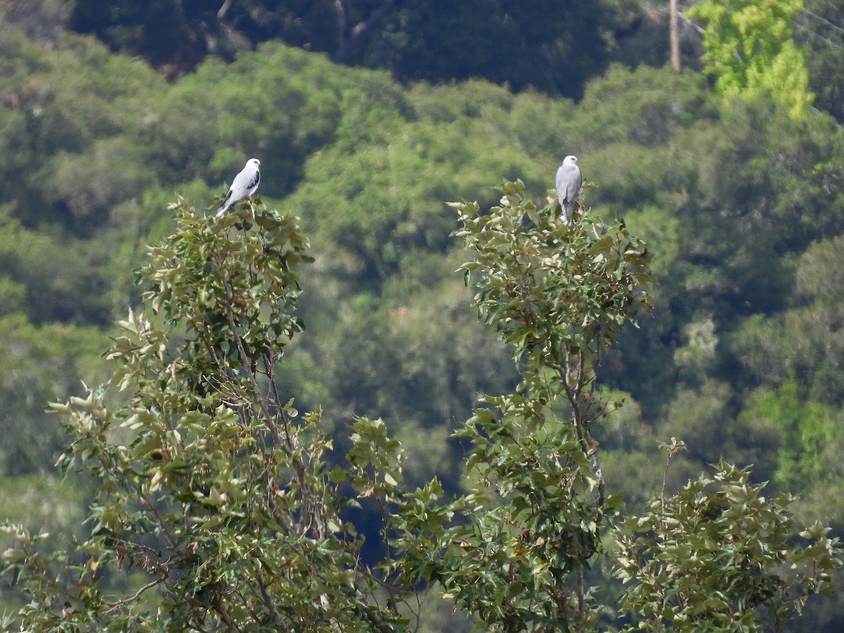 White-tailed Kite - ML642417691