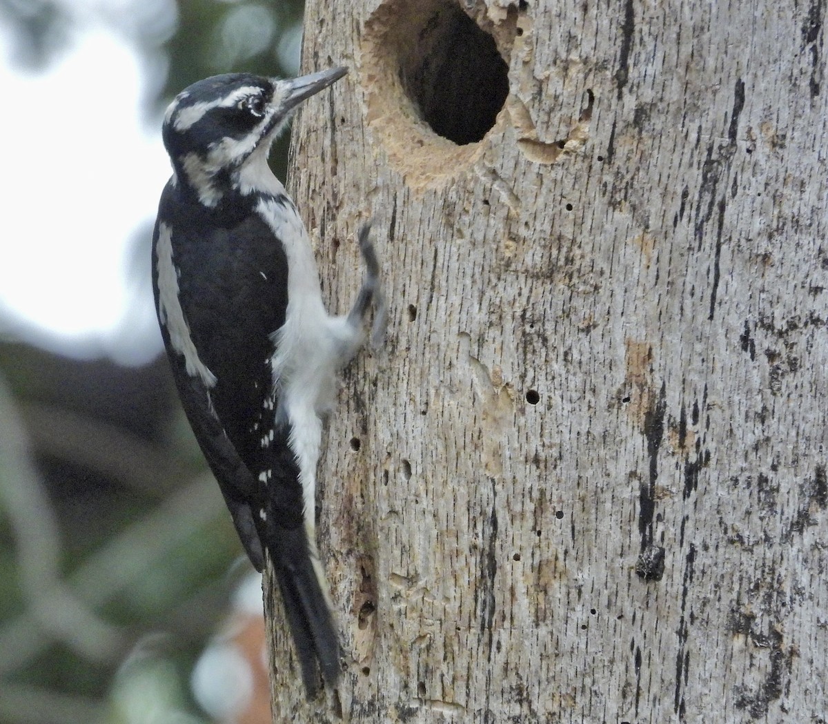 Hairy Woodpecker - ML642417695