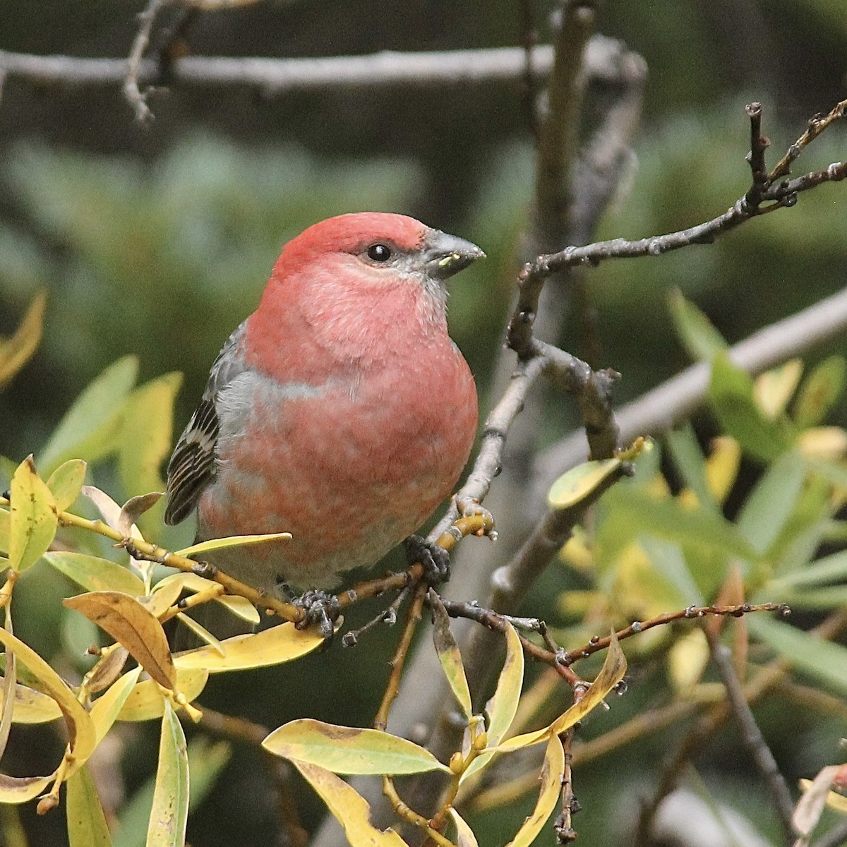 Pine Grosbeak - ML642417696
