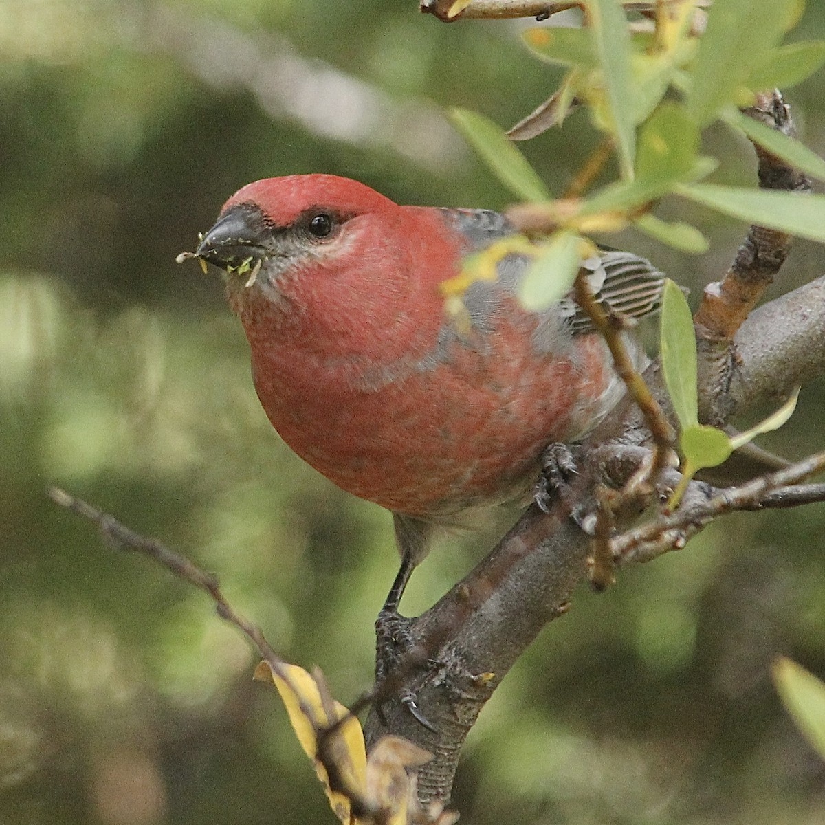 Pine Grosbeak - ML642417697