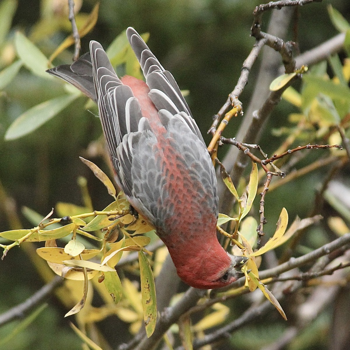 Pine Grosbeak - ML642417698