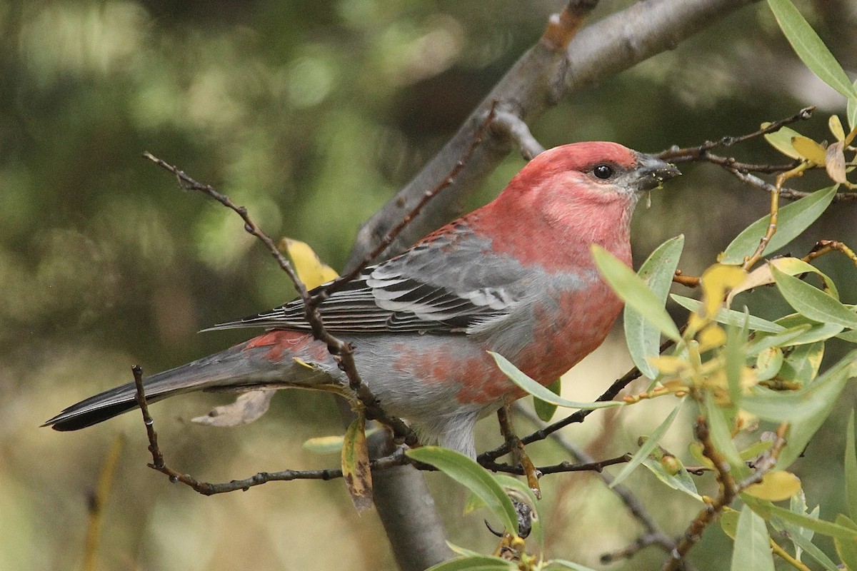Pine Grosbeak - ML642417699