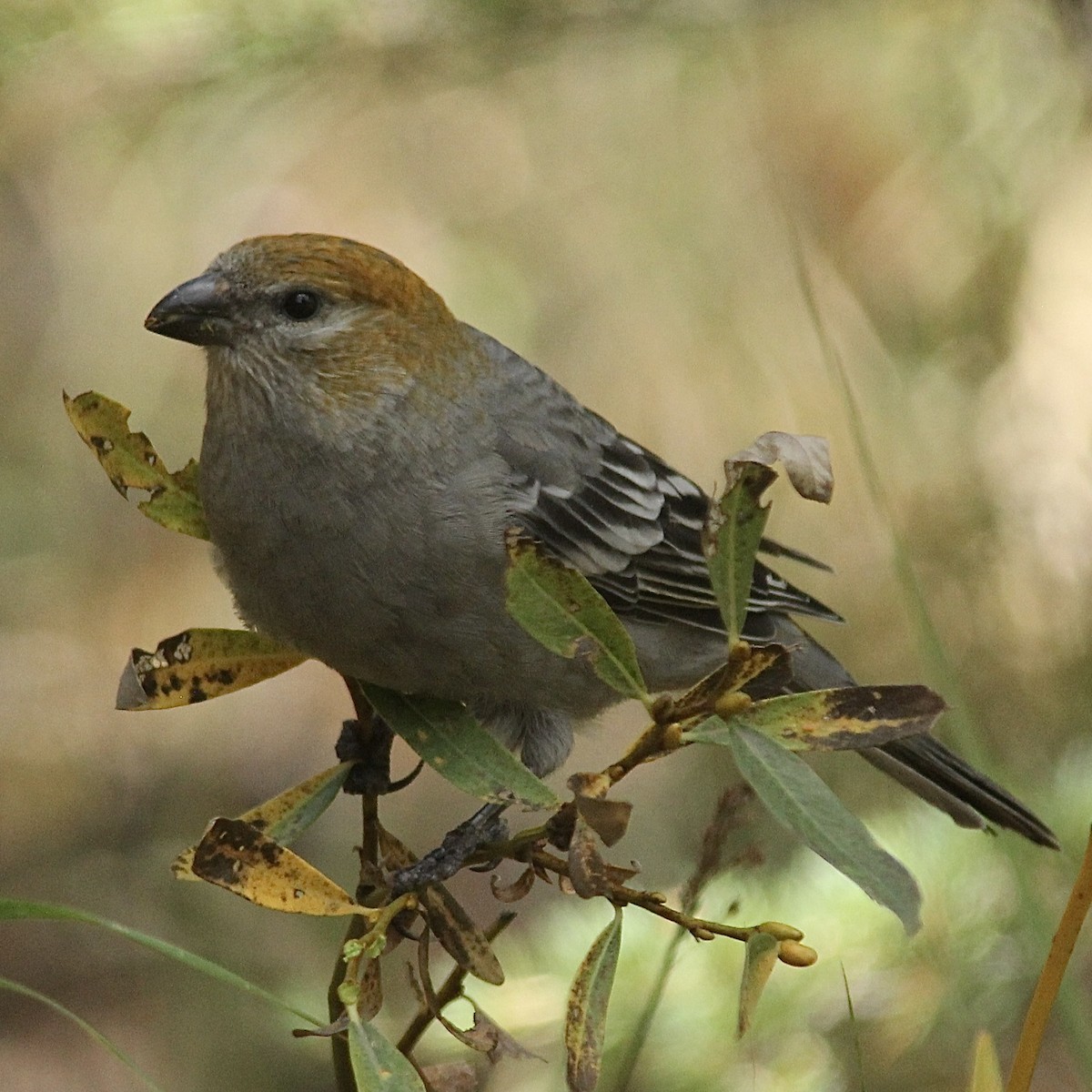Pine Grosbeak - ML642417700