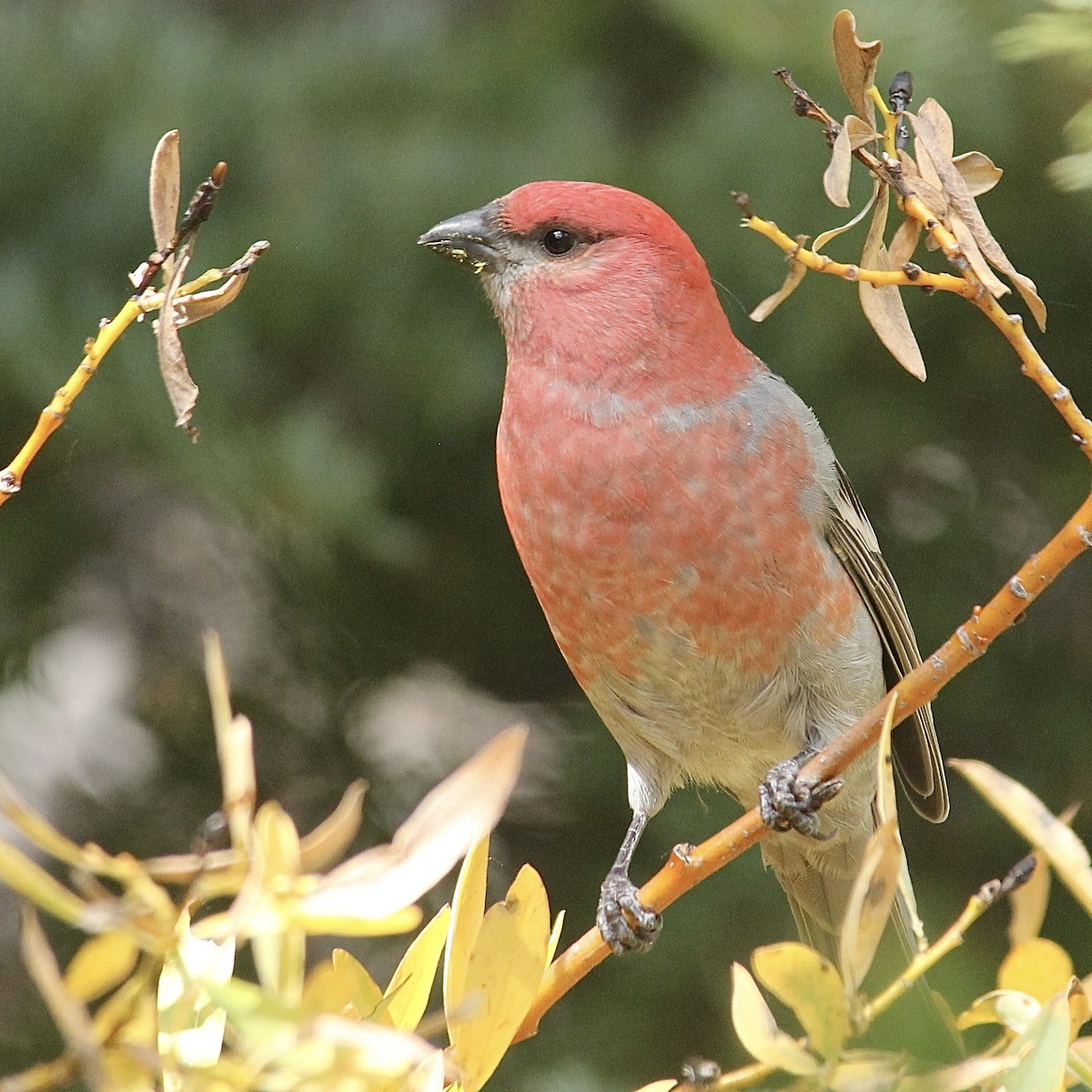 Pine Grosbeak - ML642417701
