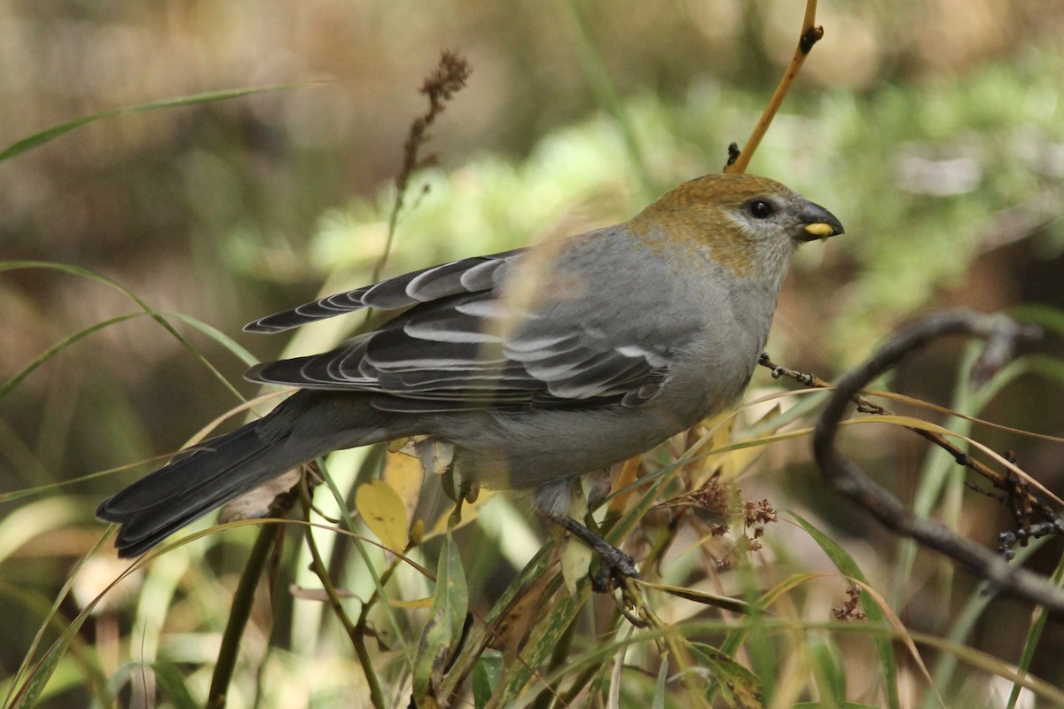 Pine Grosbeak - ML642417702